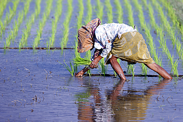 Woman planting rice seedlings, young rice sprouts in a field, Yogyakarta, Java, Indonesia, Southeast Asia, Asia, Asia