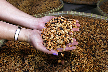 Luwak coffee on display at a coffee plantation. Coffee bean textures. Yogyakarta. Indonesia.