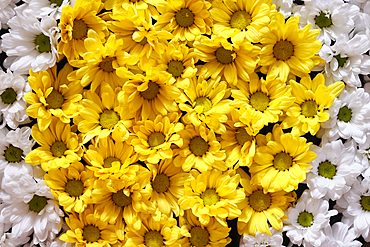 White and yellow flowers in a bowl. Flower decoration. Yogyakarta. Indonesia.