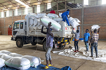 Unloading a truck carrying sacks of coffee cherries in Rutsiro, western province, Rwanda, East Africa, Africa