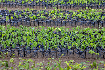 Tree nursery in Kpalime, Togo, West Africa, Africa