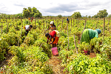 Women and children picking tomatoes in Karatu province, Tanzania