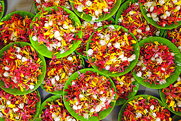 Thien Quang buddhist pagoda. Flower petals for Vesak celebration. Tan Chau. Vietnam.