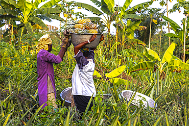 Pineapple pickers in Allada, Benin