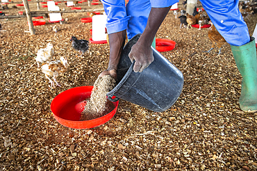 Farm in Djidje, Benin. Chicken coop