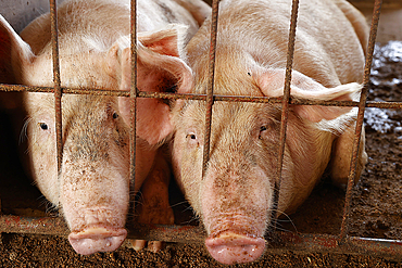 Farm in Djidje, Benin. Pigs in barn