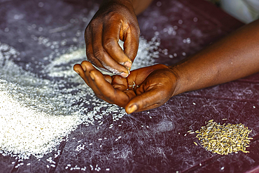 Worker sorting organic rice produced in Agoutome, Benin