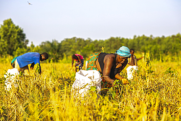 Bean harvest in Lobogo, Benin