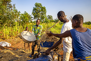 Seeding beans after harvest in Lobogo, Benin
