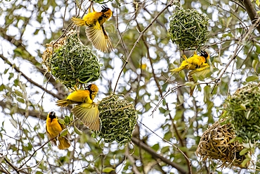 Black-headed weaver, Pain Upe wildlife reserve, Uganda