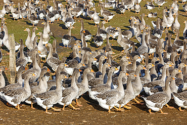 Geese breeding farm in Eure-et-Loir, France
