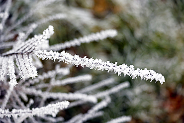 Leaves covered in frost in winter. Cold weather concept.