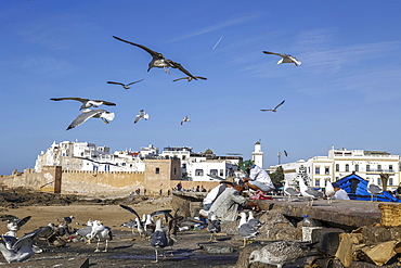 Gulls eating gutted fish, Essaouira, Morocco