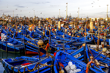 Fishing boats in harbor, Essaouira, Morocco
