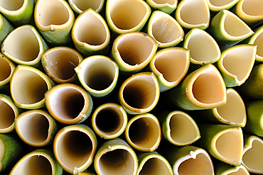 Hollowed bamboo for cooking rice. Kontum. Vietnam.