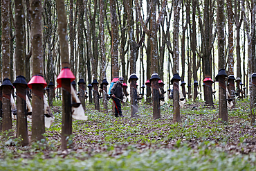 Rubber plantation in the highlands region. Latex. Kontum. Vietnam.