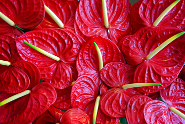 Flower shop. Tropical flowers. Close up of red anthurium. Ho Chi Minh city. Vietnam.
