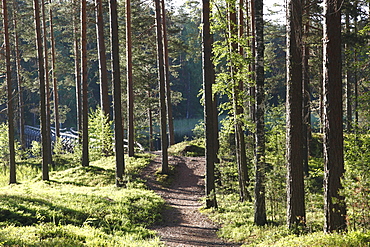 Trees and walking track, Punkaharju Nature Reserve, Punkaharju Ridge, Saimaa Lake District, Savonia, Finland, Scandinavia, Europe