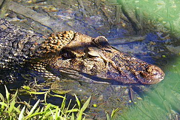 A young caiman from the Amazon River in Manaus, Brazil, South America