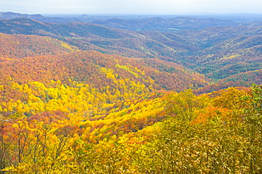 Beautiful foliage in the Indian summer, Blue Ridge Mountain Parkway, North Carolina, United States of America, North America