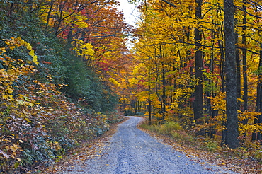 Road leading through trees with colourful foliage in the Indian summer, Blue Ridge Mountain Parkway, North Carolina, United States of America, North America