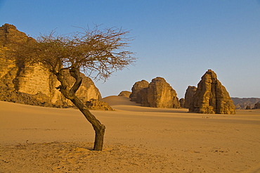 Lonely tree in the Sahara Desert, Southern Algeria, North Africa, Africa