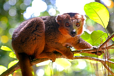 Red-bellied lemur (Eulemur rubriventer), Ivoloina National Park, Toamasina, Madagascar, Africa