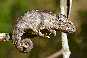 Madagascar giant chameleon (Furcifer verrucosus), Madagascar, Africa