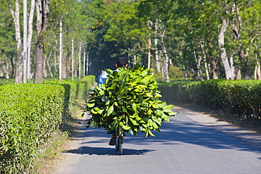 Worker brings tea on his bicycle back home, Assam, India, Asia