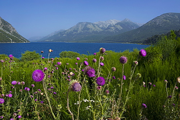 Mountain lake with wild flowers, Ruta de los Siete Lagos, Argentina, South America