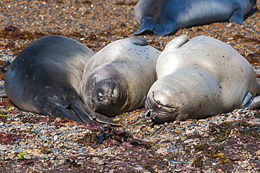 Elephant seals on Punta Ninfas, Chubut, Argentina, South America