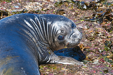 Elephant seal on Punta Ninfas, Chubut, Argentina, South America