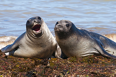 Elephant seals on Punta Ninfas, Chubut, Argentina, South America