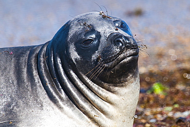 Elephant seal on Punta Ninfas, Chubut, Argentina, South America