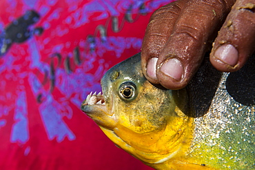 Man holding a piranha (Serrasalmidae) in his hand in the Pantanal, Brazil, South America