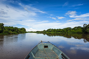 Trees reflecting in the water in a river in the Pantanal, UNESCO World Heritage Site, Brazil, South America