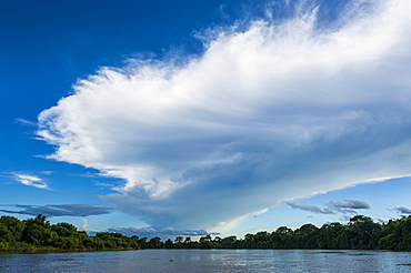 Trees reflecting in the water in a river in the Pantanal, UNESCO World Heritage Site, Brazil, South America