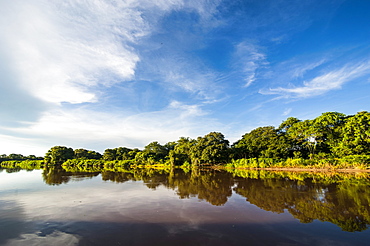 Trees reflecting in the water in a river in the Pantanal, UNESCO World Heritage Site, Brazil, South America