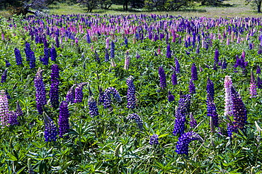 Blooming wild flowers in the Torres del Paine National Park, Patagonia, Chile, South America 