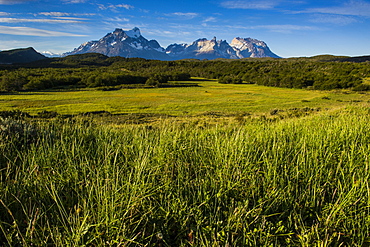 Green grass, Torres del Paine National Park, Patagonia, Chile, South America 