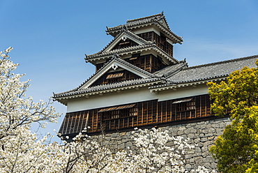 Cherry blossom and Kumamoto Japanese Castle, Kumamoto, Kyushu, Japan, Asia 