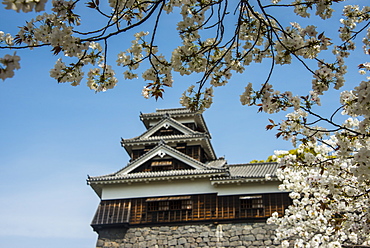 Cherry blossom and Kumamoto Japanese Castle, Kumamoto, Kyushu, Japan, Asia 