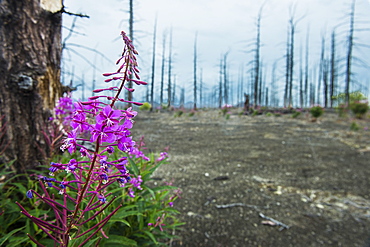 Flower blooming in a dead tree forest on the Tolbachik volcano, Kamchatka, Russia, Eurasia