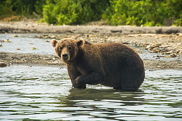 Kamchatka brown bear (Ursus arctos beringianus), Kurile Lake, Kamchatka, Russia, Eurasia