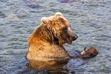 Kamchatka brown bear (Ursus arctos beringianus) eating salmon, Kurile Lake, Kamchatka, Russia, Eurasia