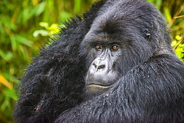 Mountain gorilla (Gorilla beringei beringei), Virunga National Park, Rwanda, Africa