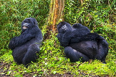 Mountain gorilla (Gorilla beringei beringei), Virunga National Park, Rwanda, Africa