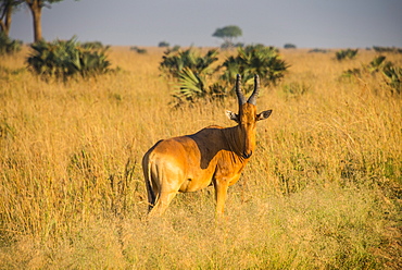 Ugandan Kob (Kobus kob thomasi), Murchison Falls National Park, Uganda, East Africa, Africa