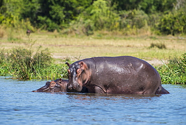 Hippopotamus (Hippopotamus amphibius), Murchison Falls National Park, Uganda, East Africa, Africa