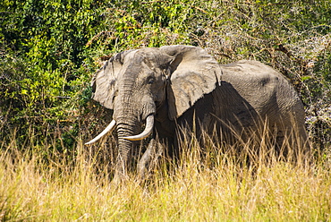 African elephant (Loxodonta africana), Murchison Falls National Park, Uganda, East Africa, Africa